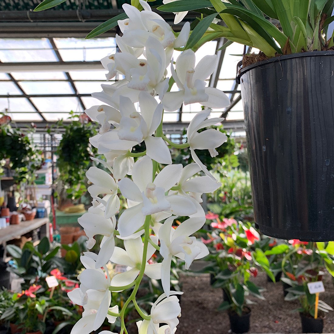Orchidea - CYMBIDIUM Sarah Jean Ice Cascade in vendita