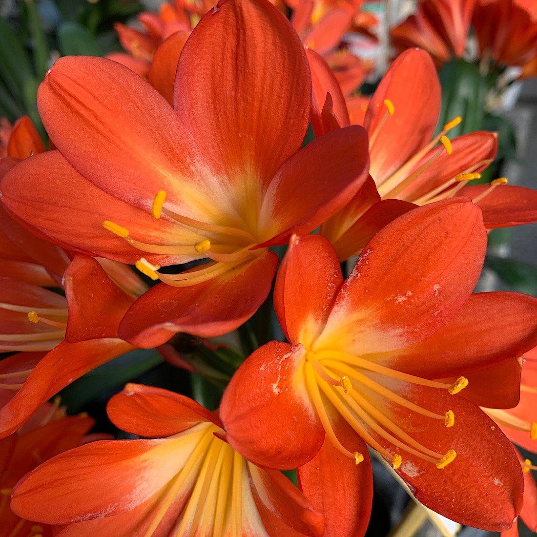 Erbacea - CLIVIA miniata in vendita