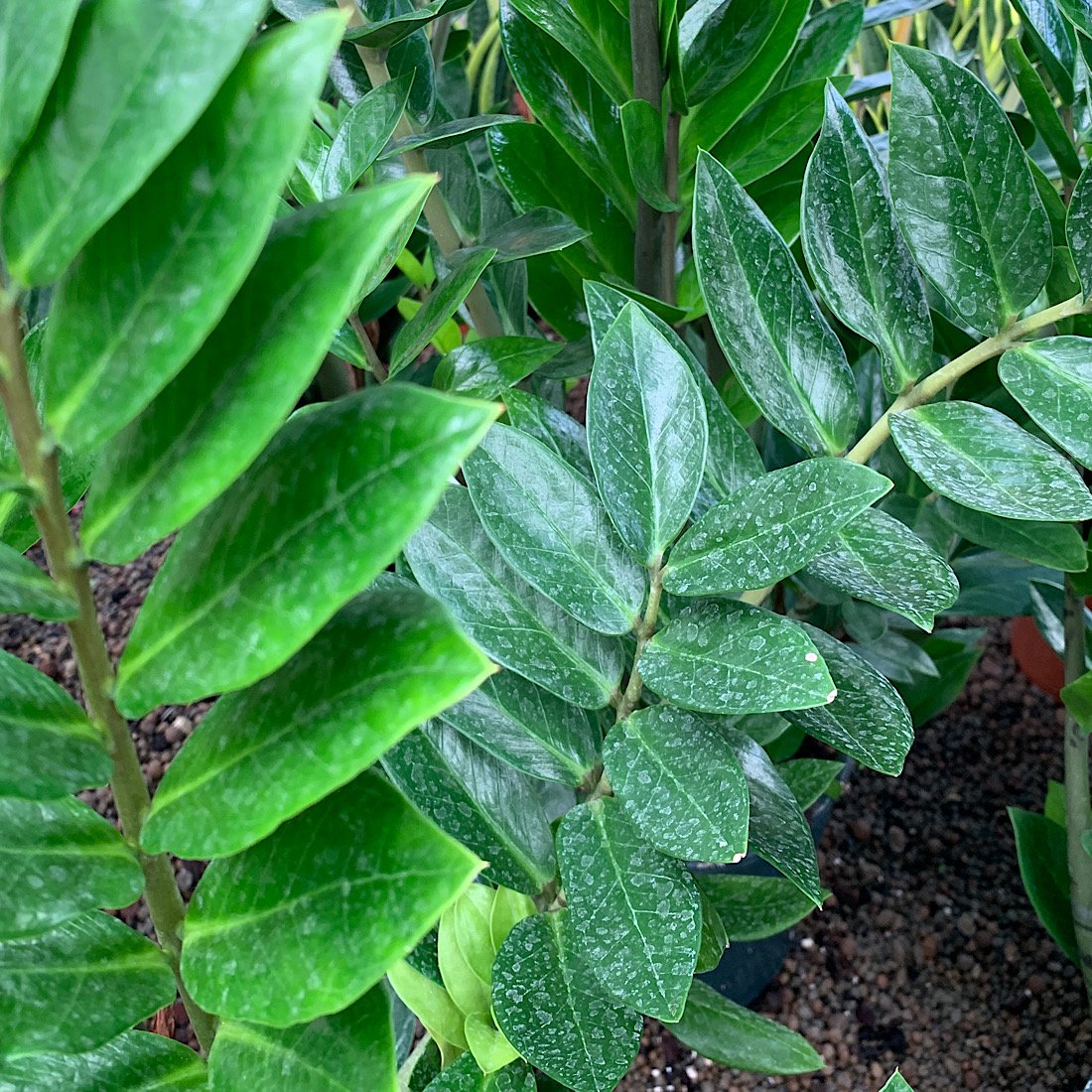 Erbacea - ZAMIOCULCAS zamiifolia  sin. Z. floridiana             in vendita