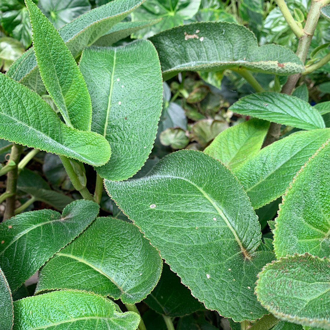 Erbacea - BEGONIA egregia       in vendita