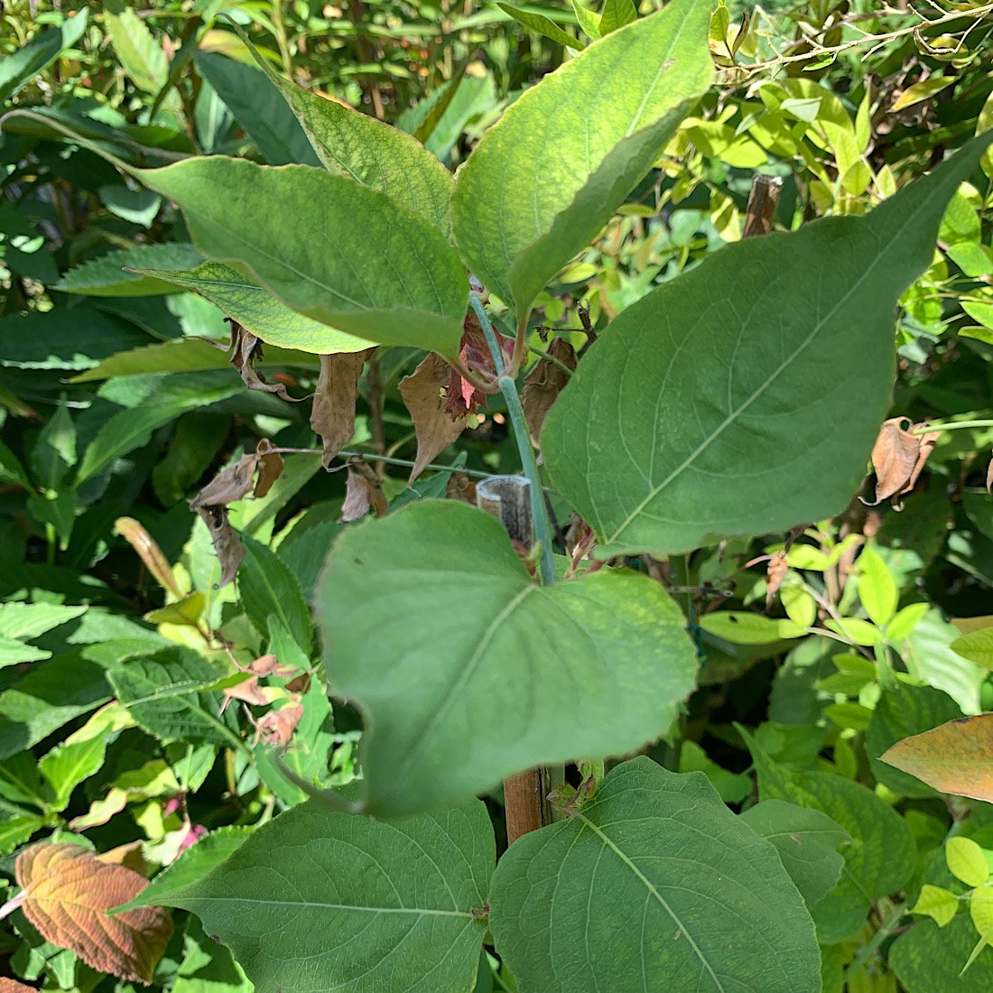 Arbusto - LEYCESTERIA formosa in vendita