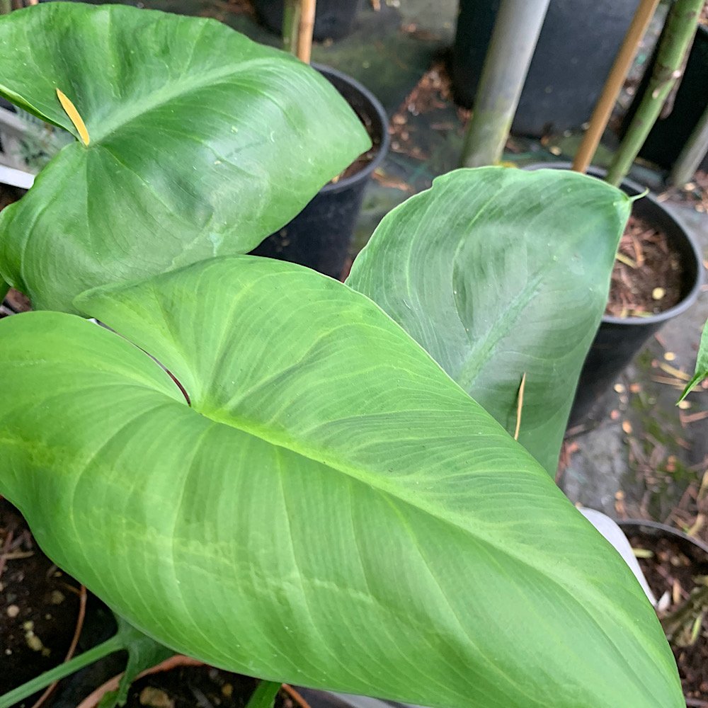 Erbacea - ZANTEDESCHIA aethiopica Green Goddess CALLA in vendita