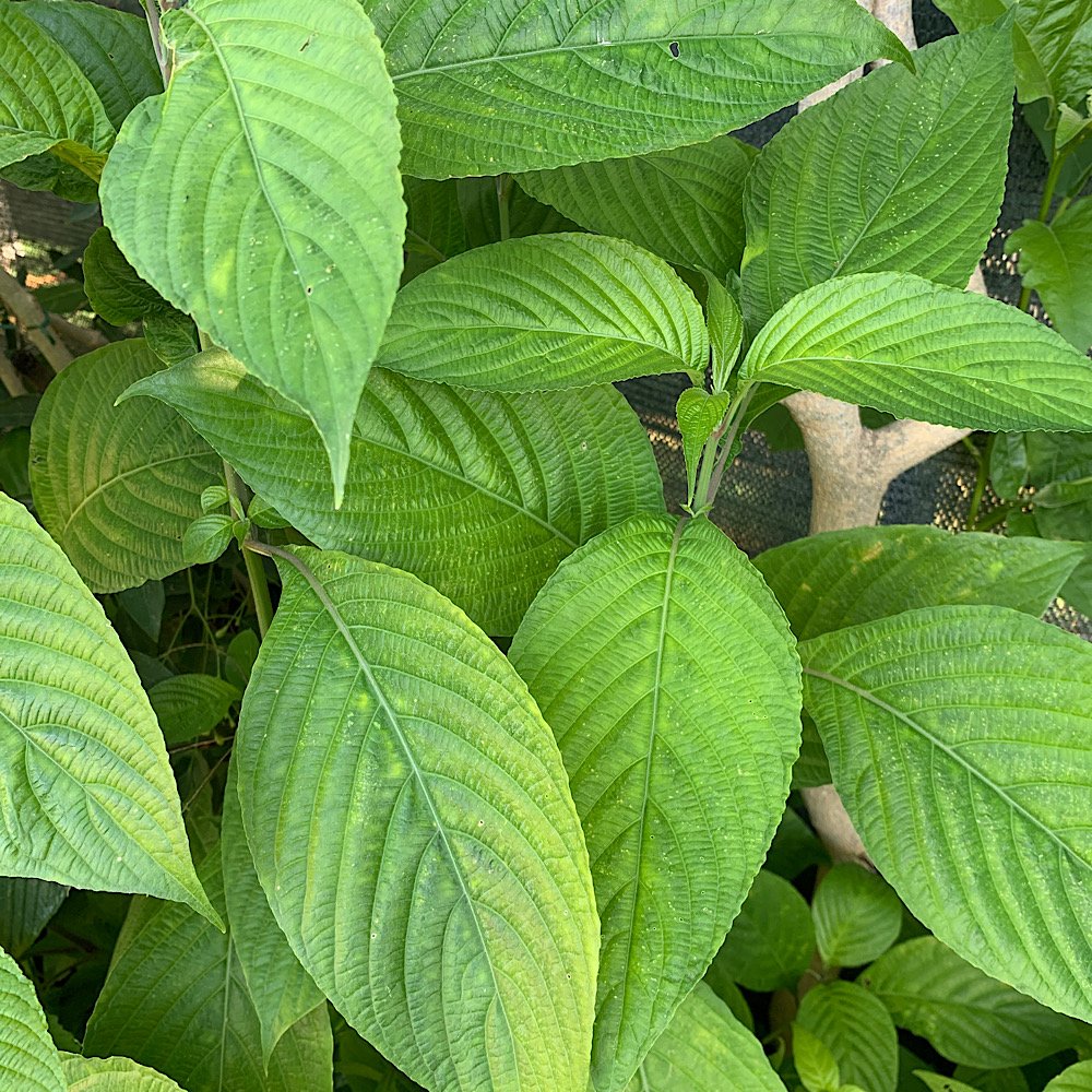 Erbacea - ERANTHEMUM pulchellum  SAGA BLUE   