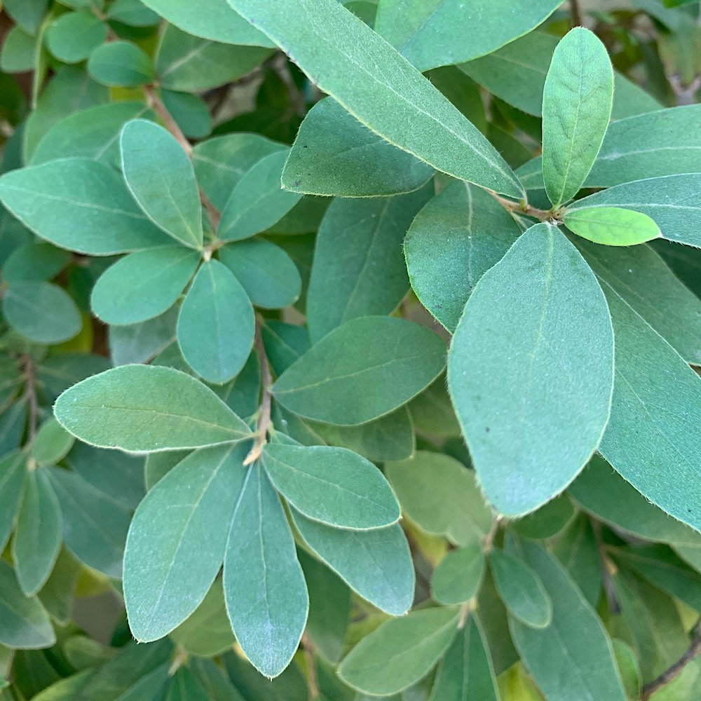 Albero o Alberello - LITHOCARPUS edulis FRUTTO di PIETRA        