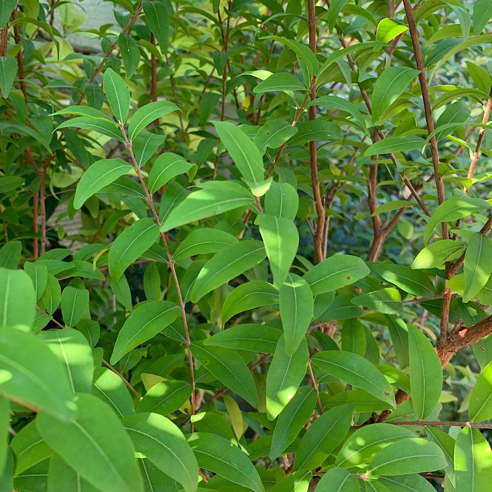 Albero o Alberello - EUGENIA uvalha