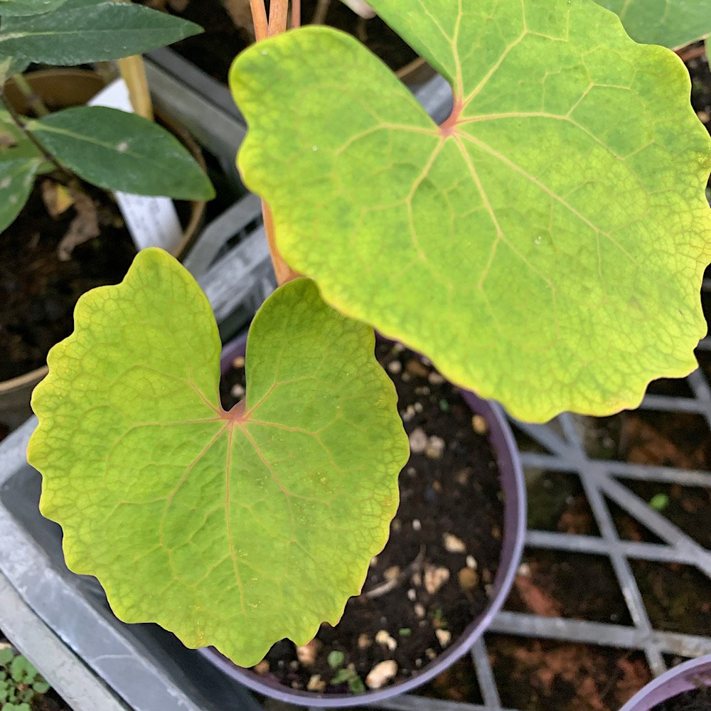 Erbacea - EOMECON chionantha in vendita