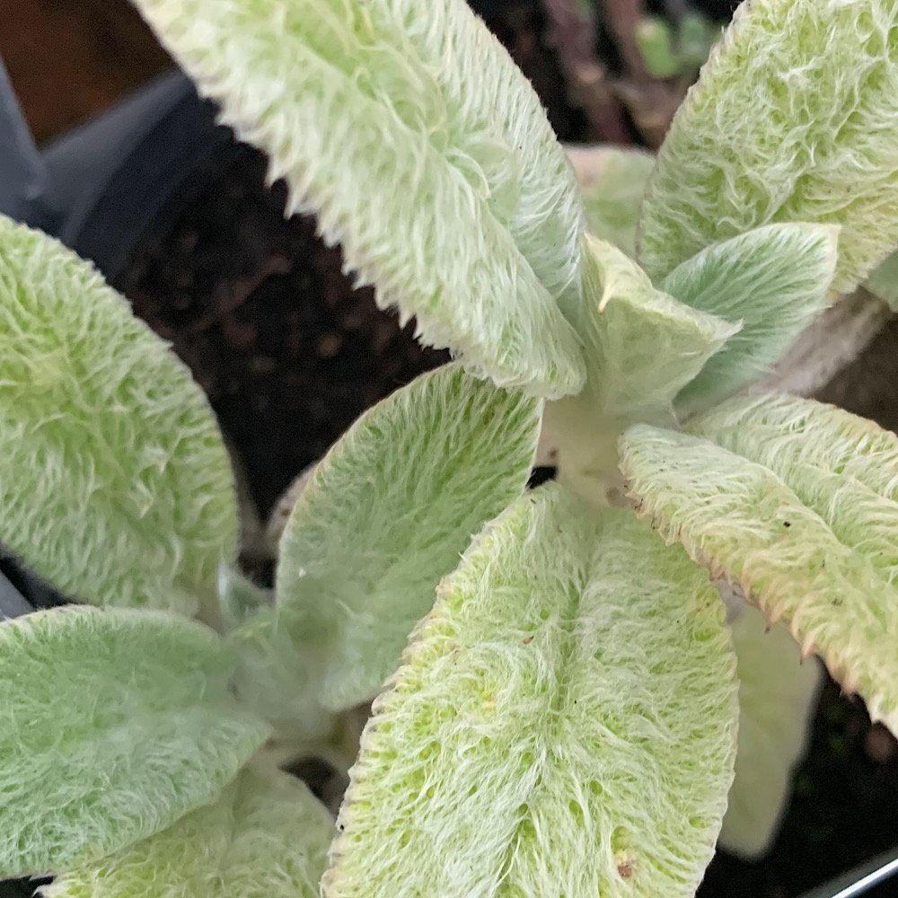 Erbacea - STACHYS lanata sin. S. olympica in vendita