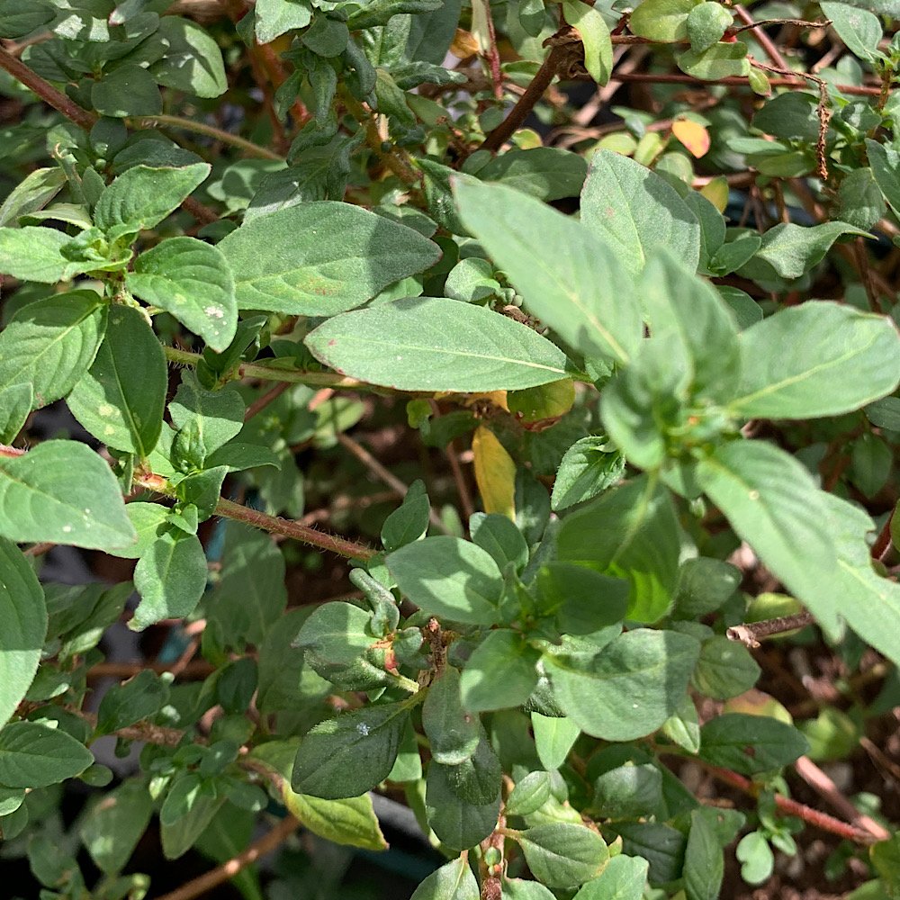 Erbacea - LOPEZIA racemosa MOSQUITO FLOWER      in vendita
