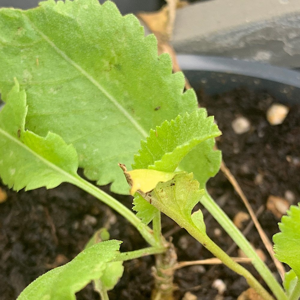 Erbacea - TANACETUM balsamita ERBA di S.PIETRO in vendita