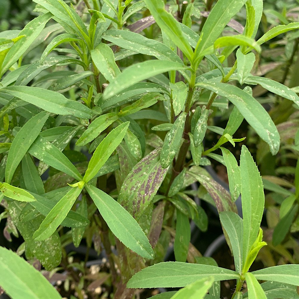 Arbusto - TAGETES lucida in vendita