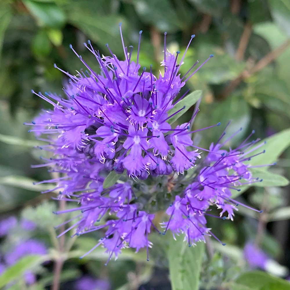 Arbusto - CARYOPTERIS x clandonensis Heavenly Blue