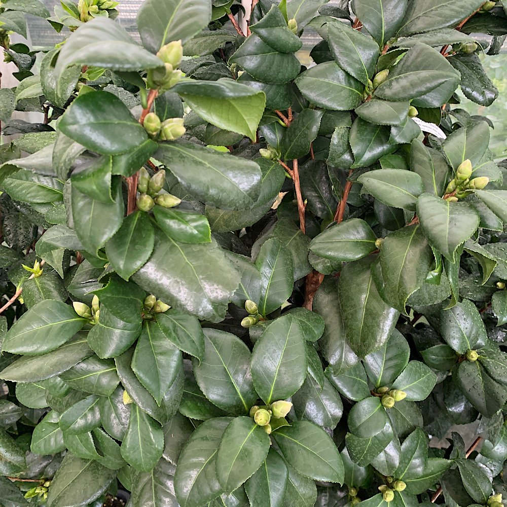 Arbusto - CAMELLIA japonica        in vendita