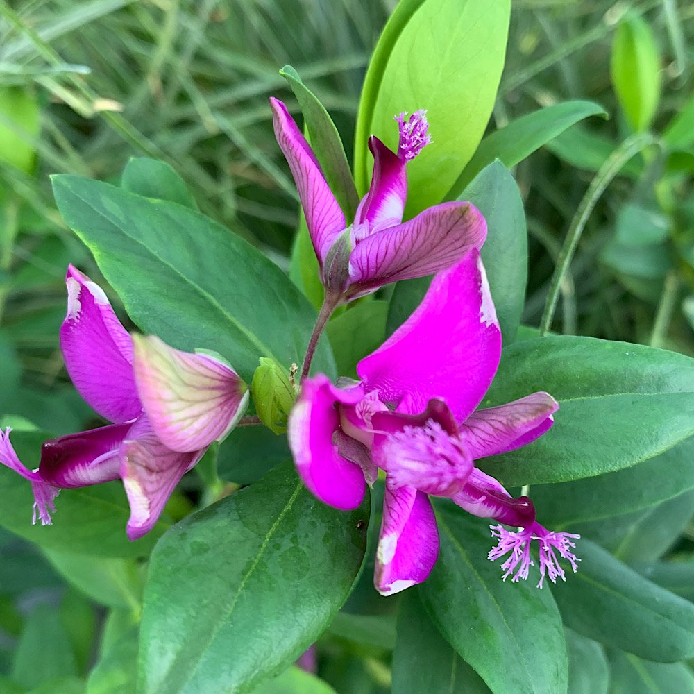 Arbusto - POLYGALA myrtifolia in vendita