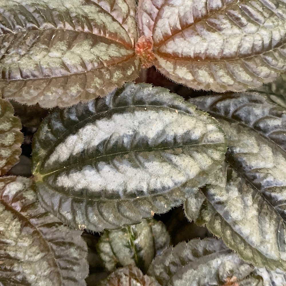 Erbacea - PILEA spruceana Norfolk