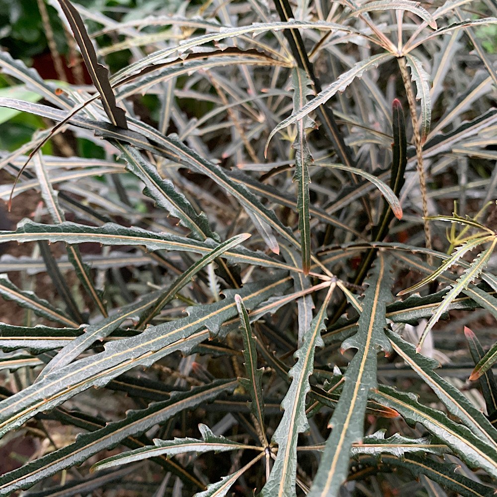 Arbusto - DIZYGOTHECA elegantissima sin. SCHEFFLERA