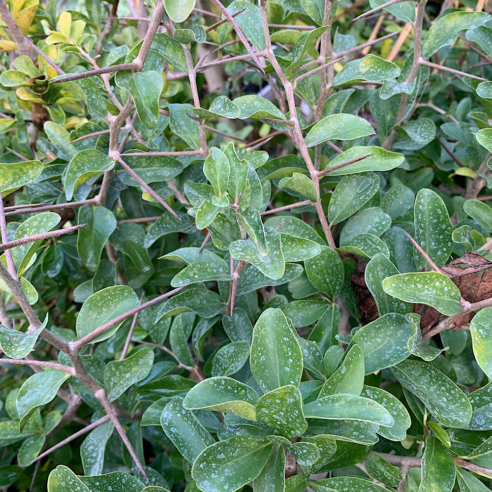 Arbusto - DOVYALIS caffra sin. ABERIA   