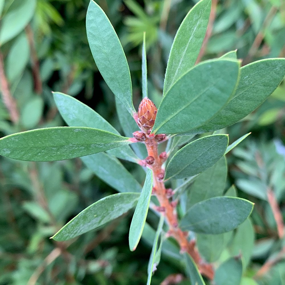 Arbusto - CALLISTEMON leavis
