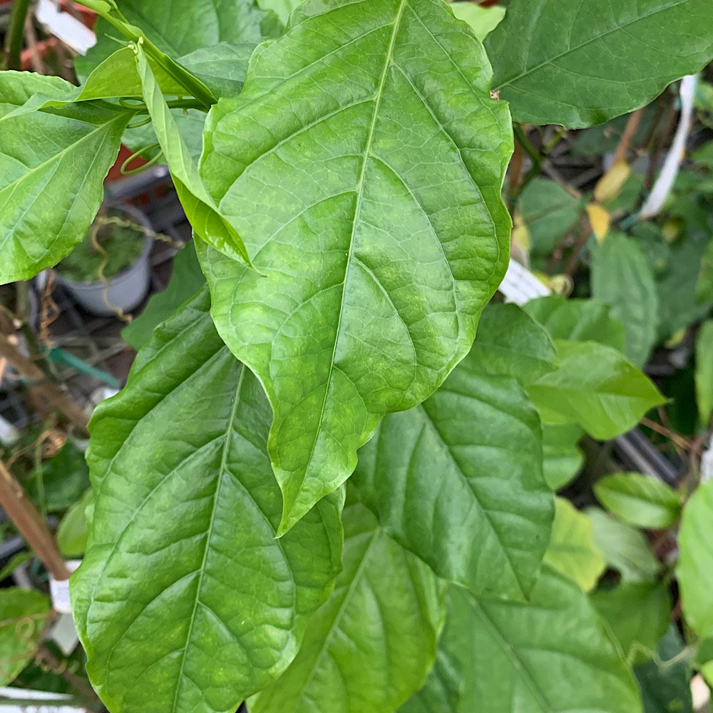Rampicante - PASSIFLORA alata