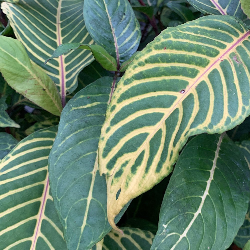 Arbusto - SANCHEZIA speciosa  sin. S. nobilis in vendita