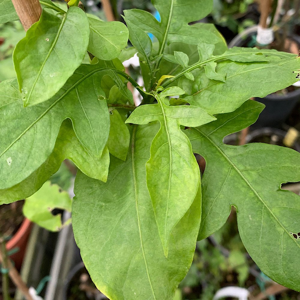 Rampicante - SOLANUM wendlandii in vendita