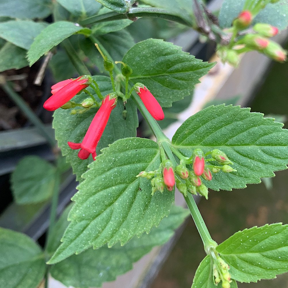 Arbusto - RUSSELIA sarmentosa