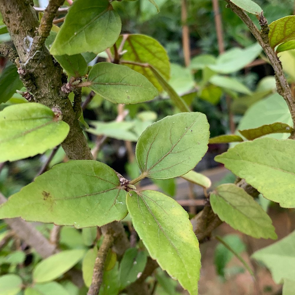 Arbusto - HIBISCUS fragilis