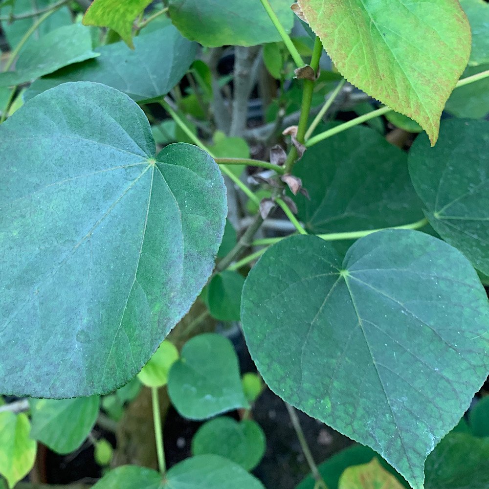 Arbusto - HIBISCUS tiliaceus in vendita