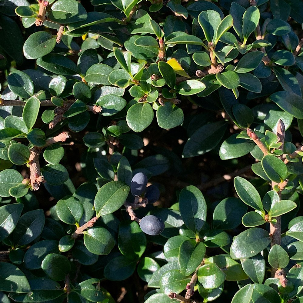 Arbusto - LIGUSTRUM jonandrum            