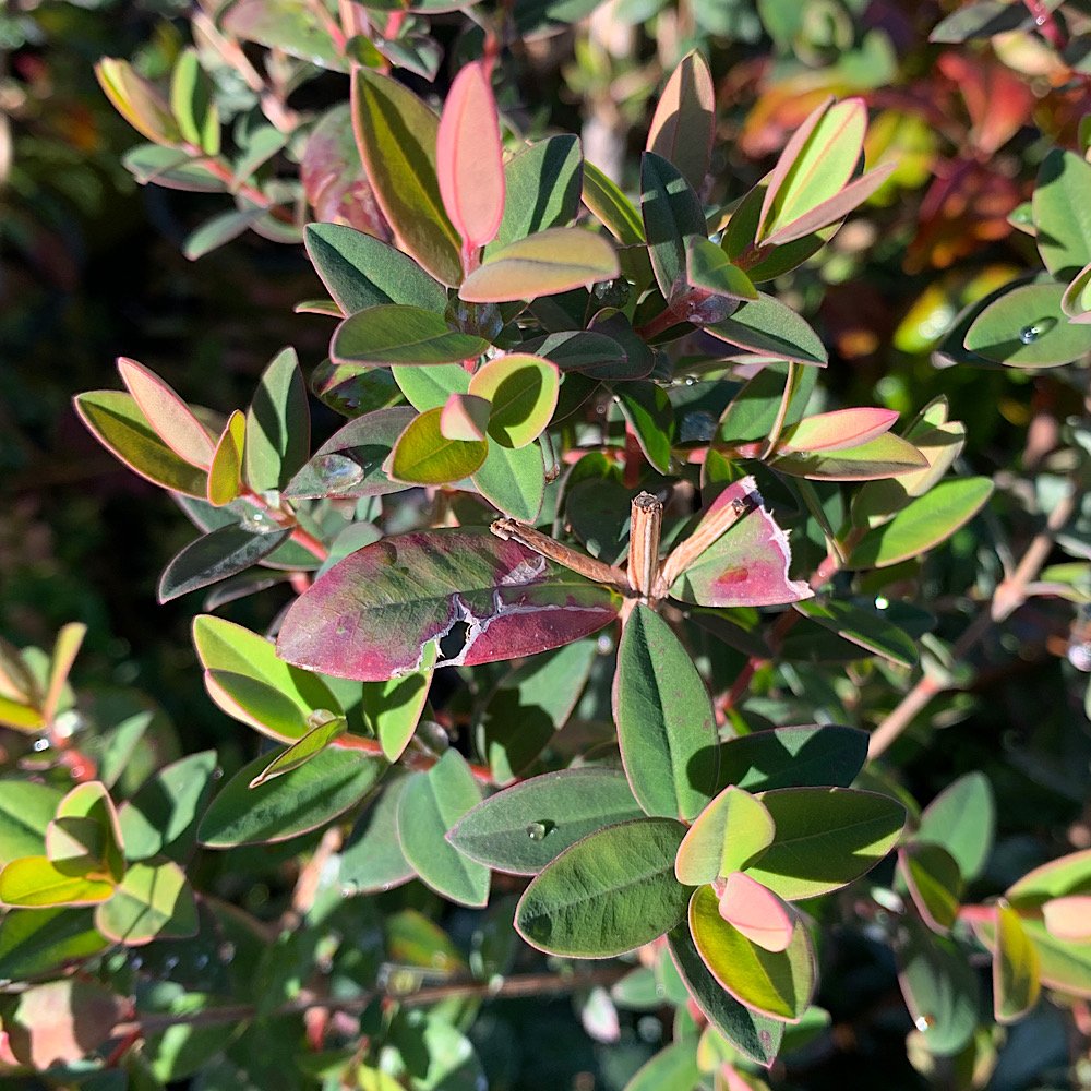 Arbusto - MELALEUCA elliptica in vendita