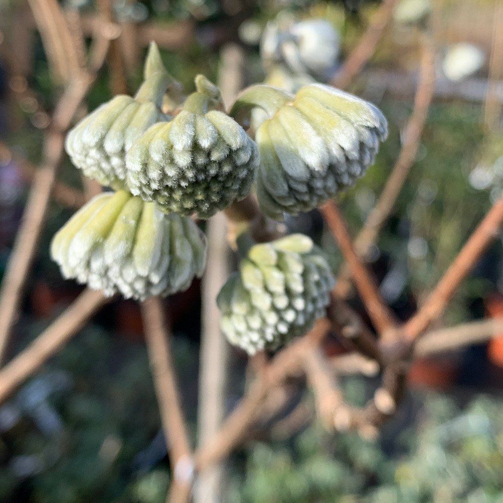 Arbusto - EDGEWORTHIA chrysantha  PIANTA della CARTA in vendita