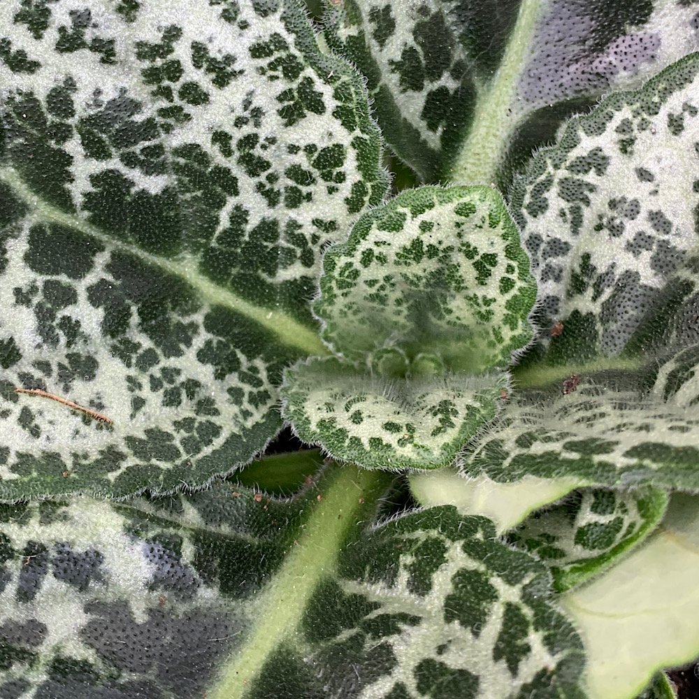 Erbacea - STREPTOCARPUS Pretty Turtle