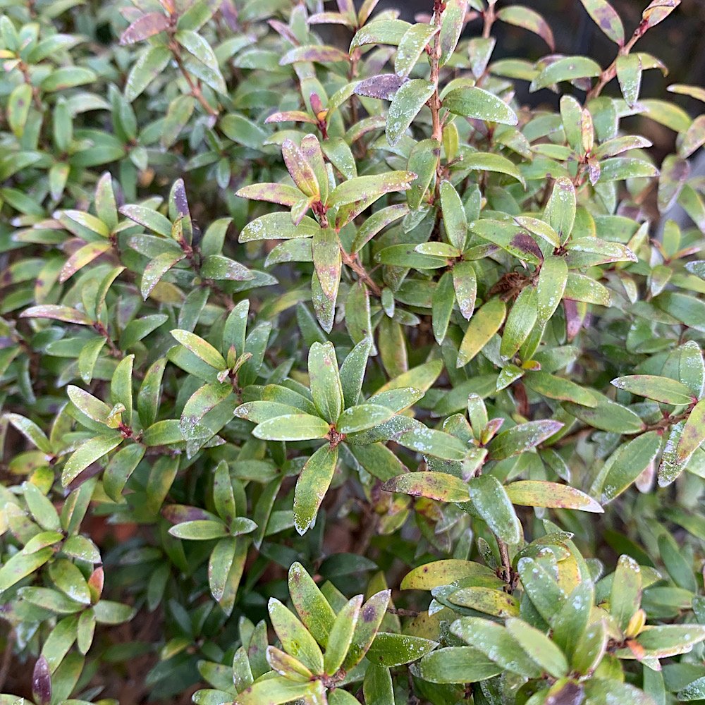 Arbusto - MYRTUS communis Microphylla sin. M. pumila in vendita