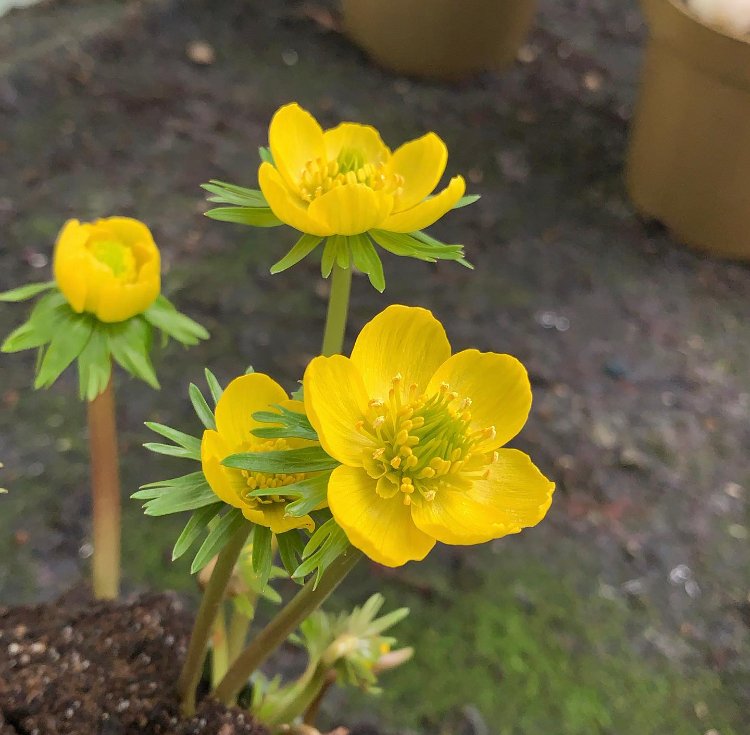 Erbacea - ERANTHIS hyemalis