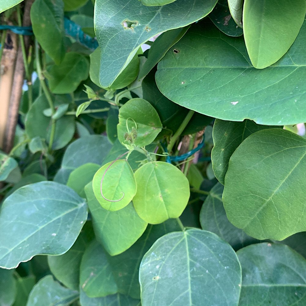 Rampicante - PASSIFLORA actinia in vendita