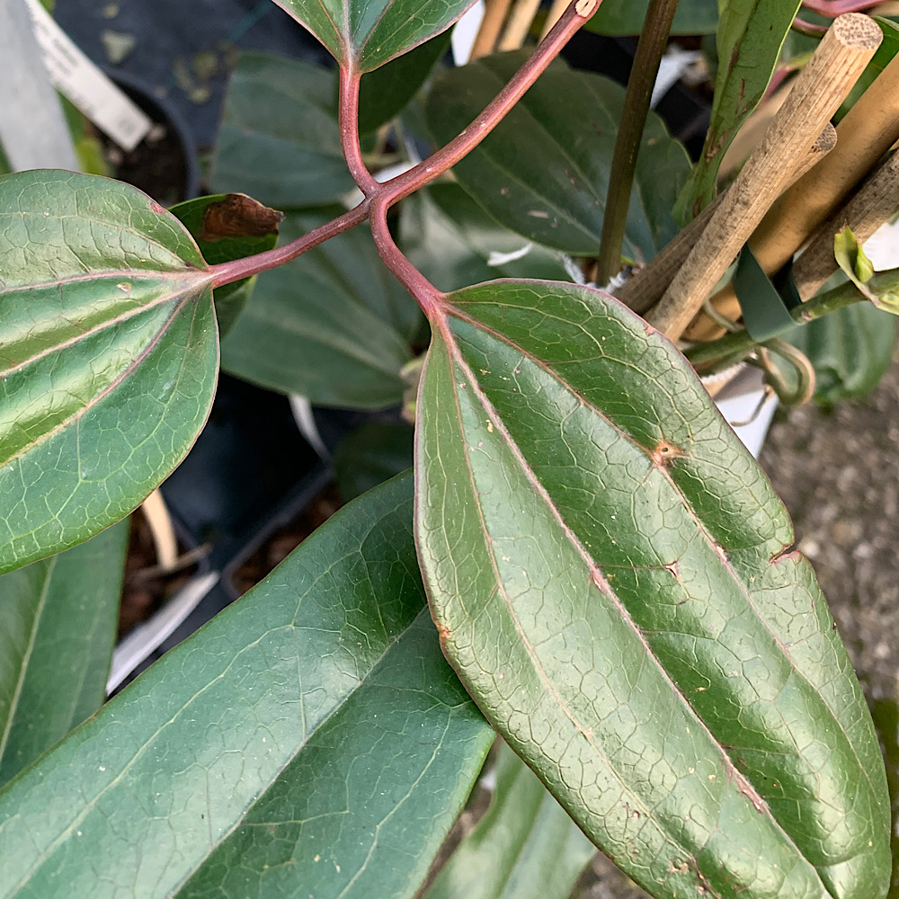CLEMATIS armandii Apple Blossom - Vivaio Noaro