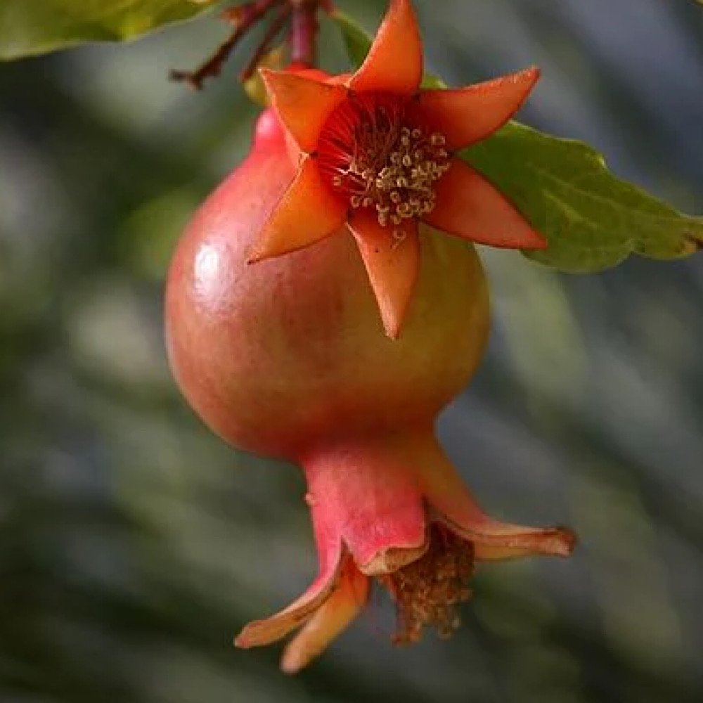 Arbusto - PUNICA granatum Nana MELOGRANO NANO A in vendita