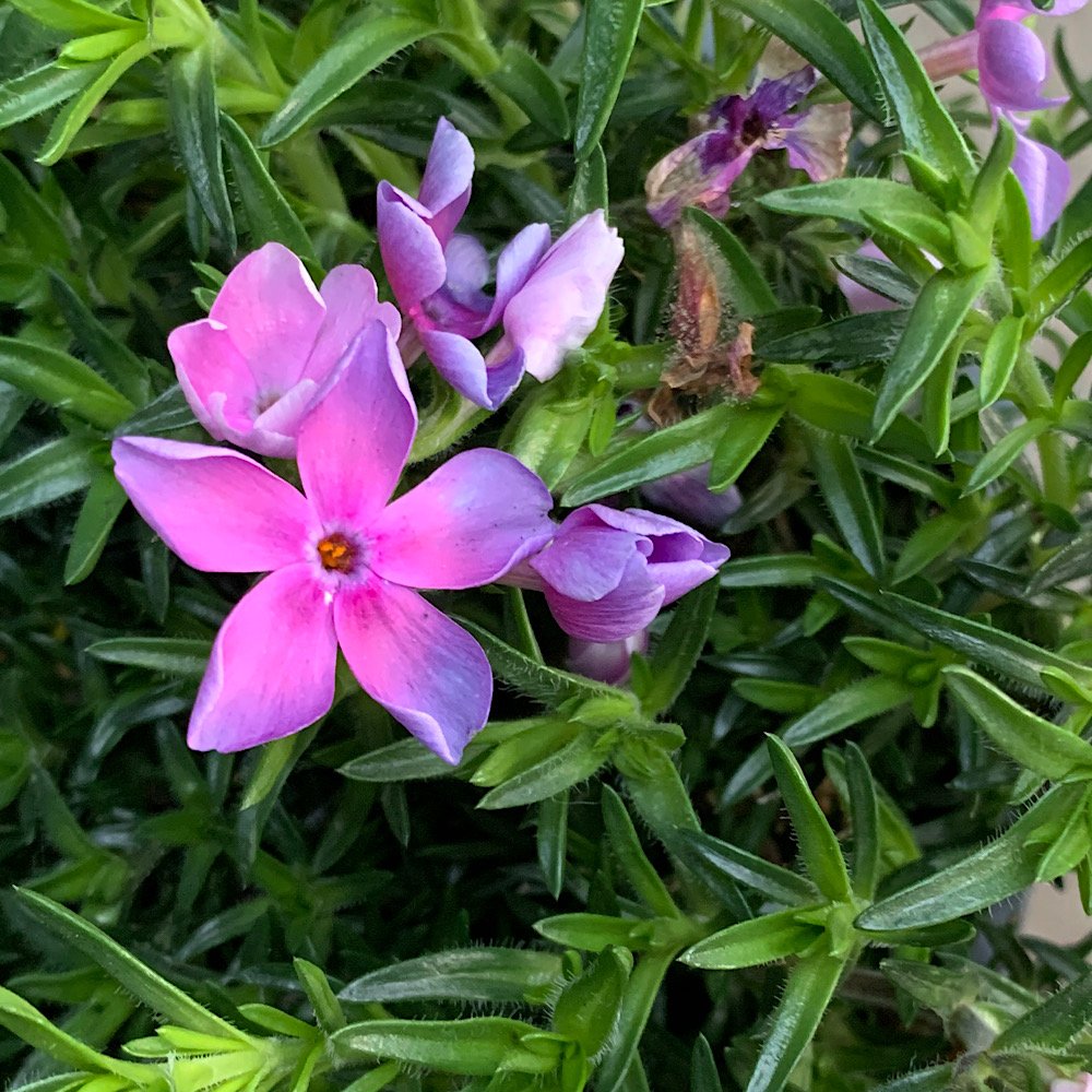 Erbacea - PHLOX subulata Hybrid in vendita