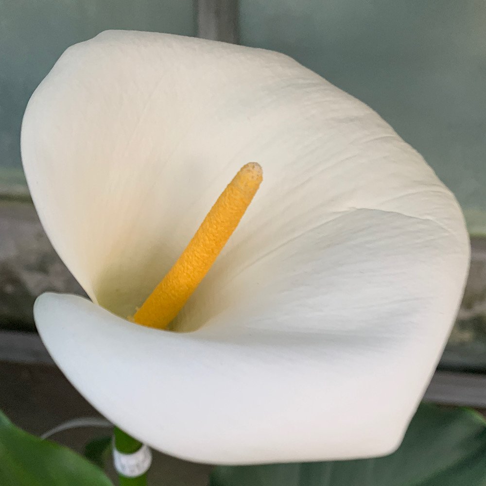 Erbacea - ZANTEDESCHIA aethiopica   CALLA    in vendita
