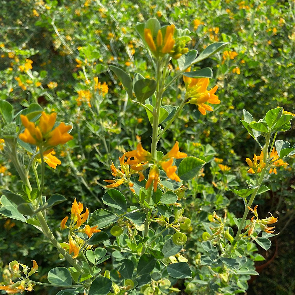 Arbusto - MEDICAGO arborea in vendita