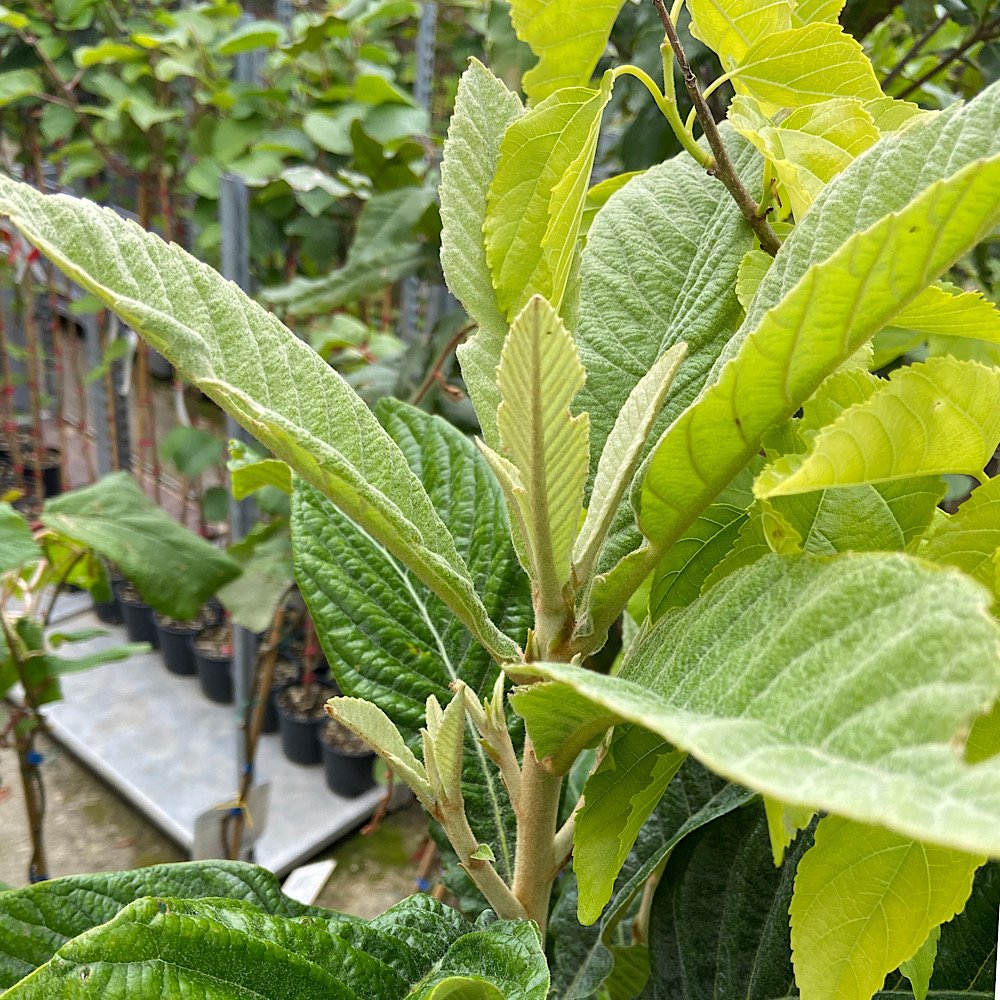 Albero o Alberello - ERIOBOTRYA japonica Tanaka NESPOLO COMUNE 1/5 A