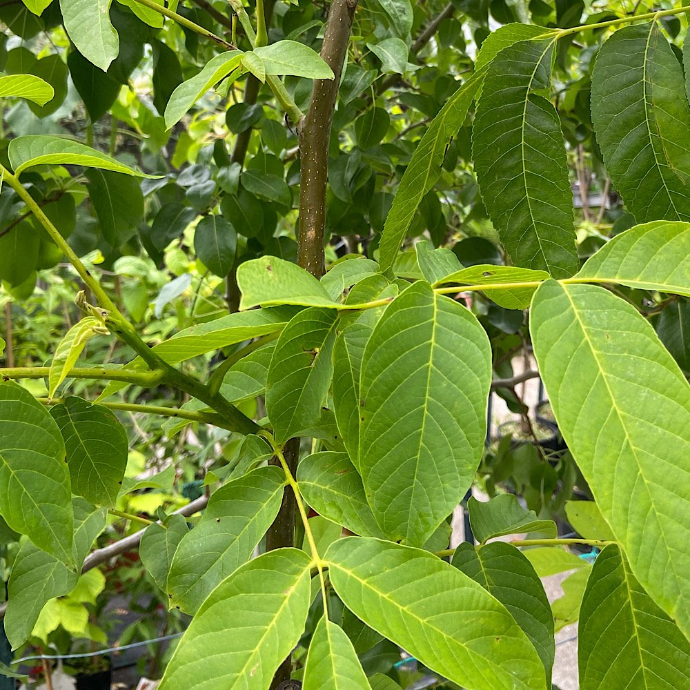 Albero o Alberello - JUGLANS regia NOCE COMUNE