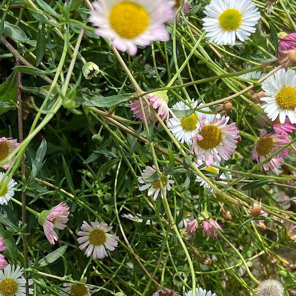  - ERIGERON karvinskianus sin. VITTADINIA triloba in vendita