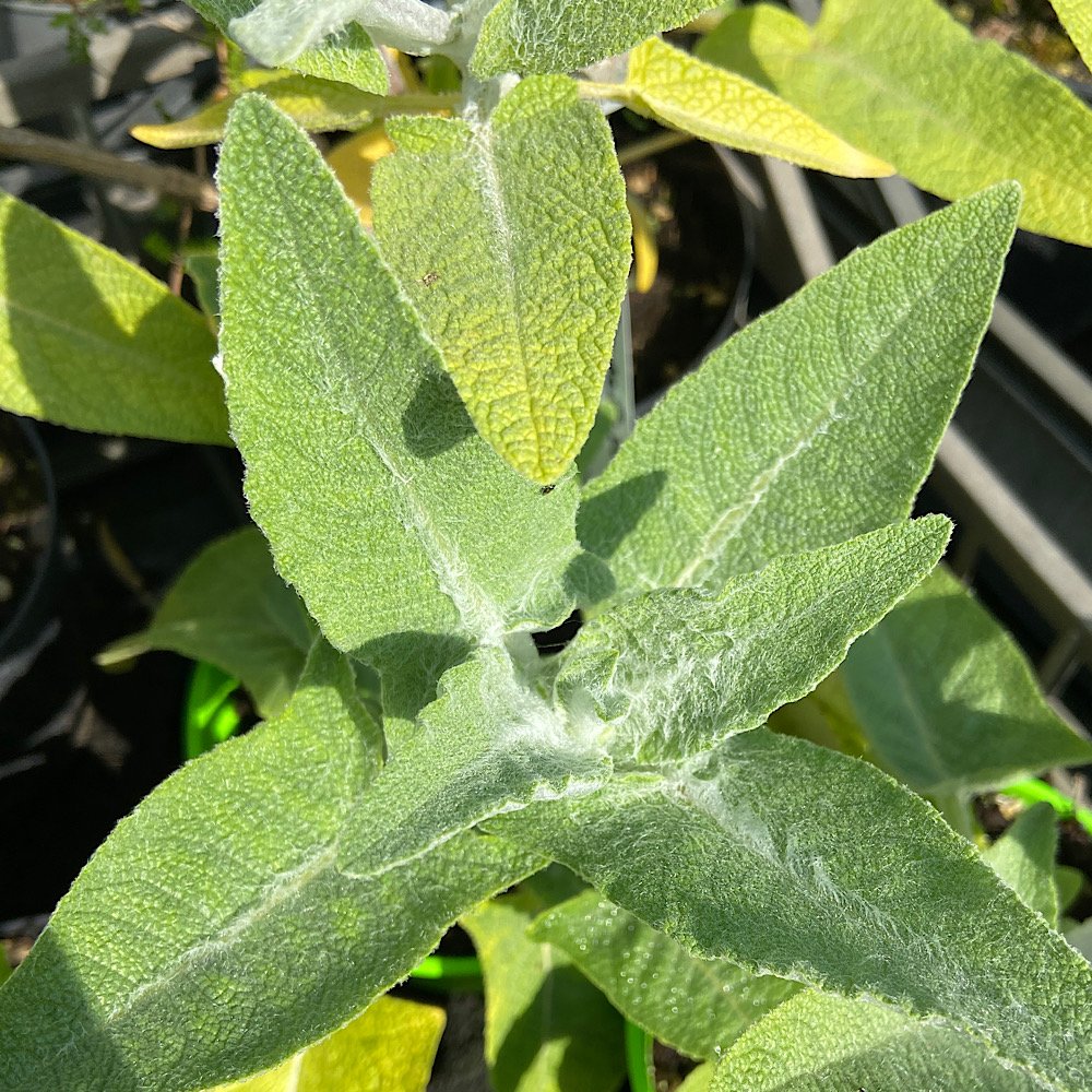 Arbusto - SALVIA canariensis in vendita