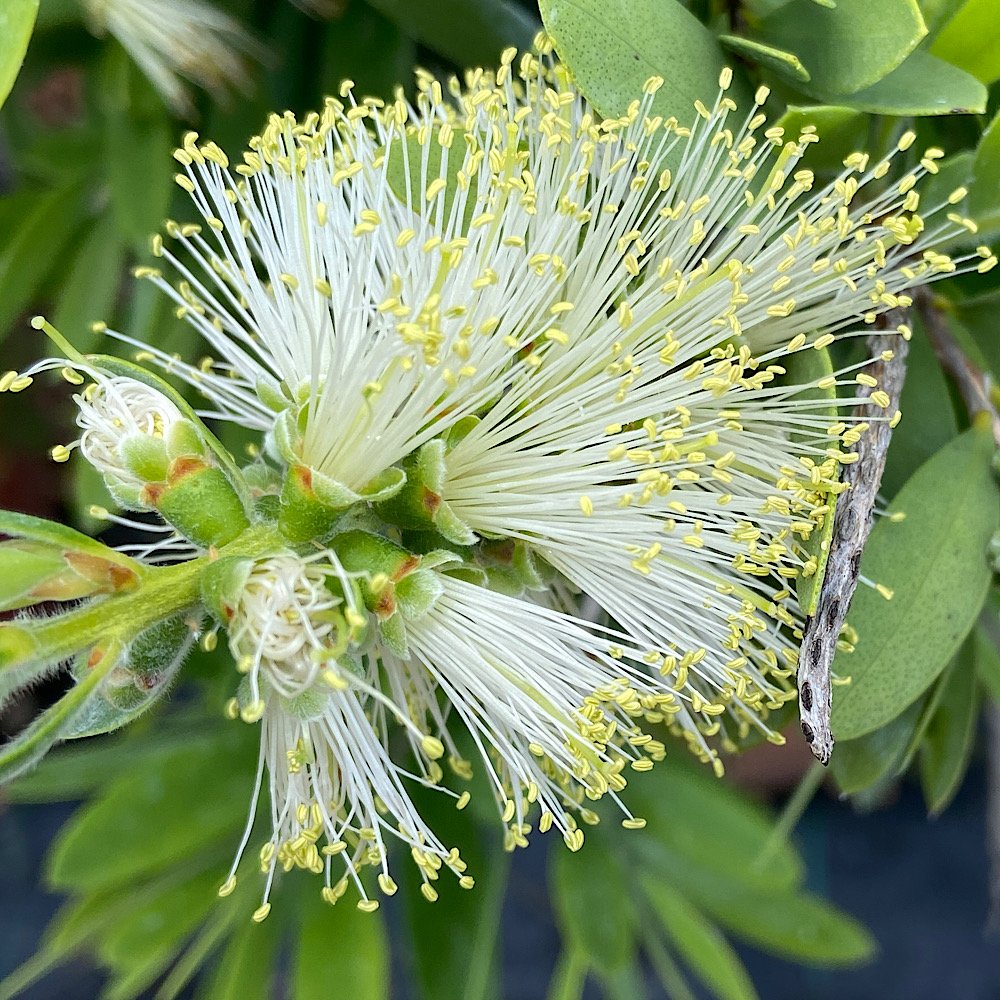 Arbusto - CALLISTEMON White Anzac