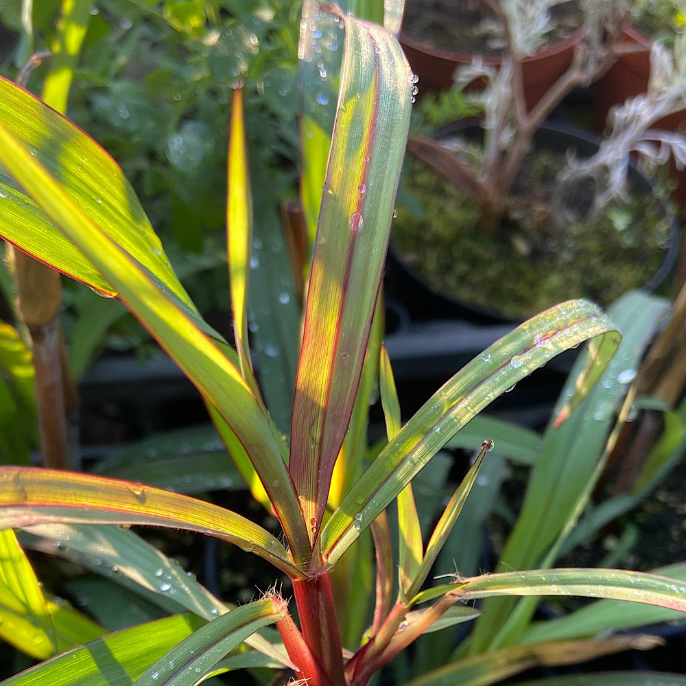 Erbacea - SACCHARUM officinarum Violaceum   CANNA da ZUCCHERO
