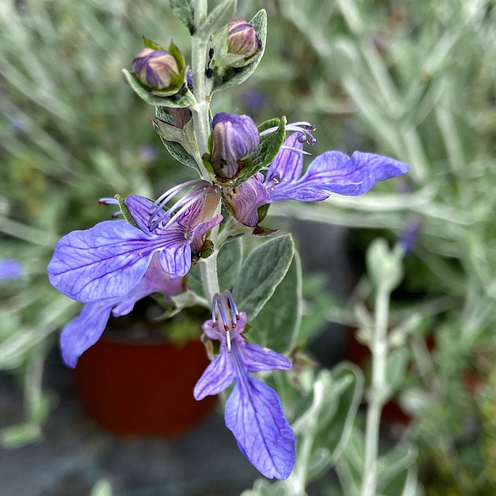 Arbusto - TEUCRIUM fruticans Azureum in vendita
