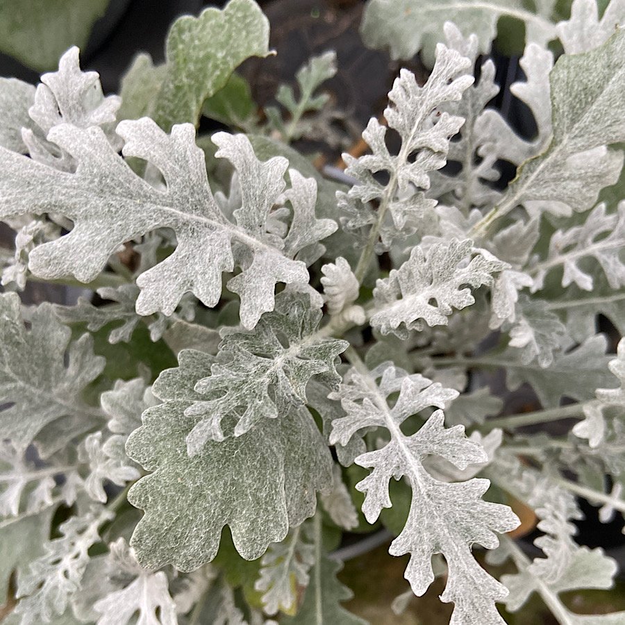 Arbusto - CINERARIA marittima sin. SENECIO