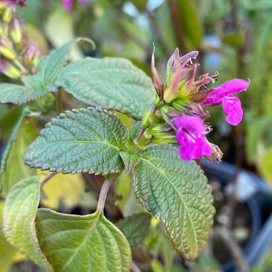 Arbusto - SALVIA chiapensis in vendita