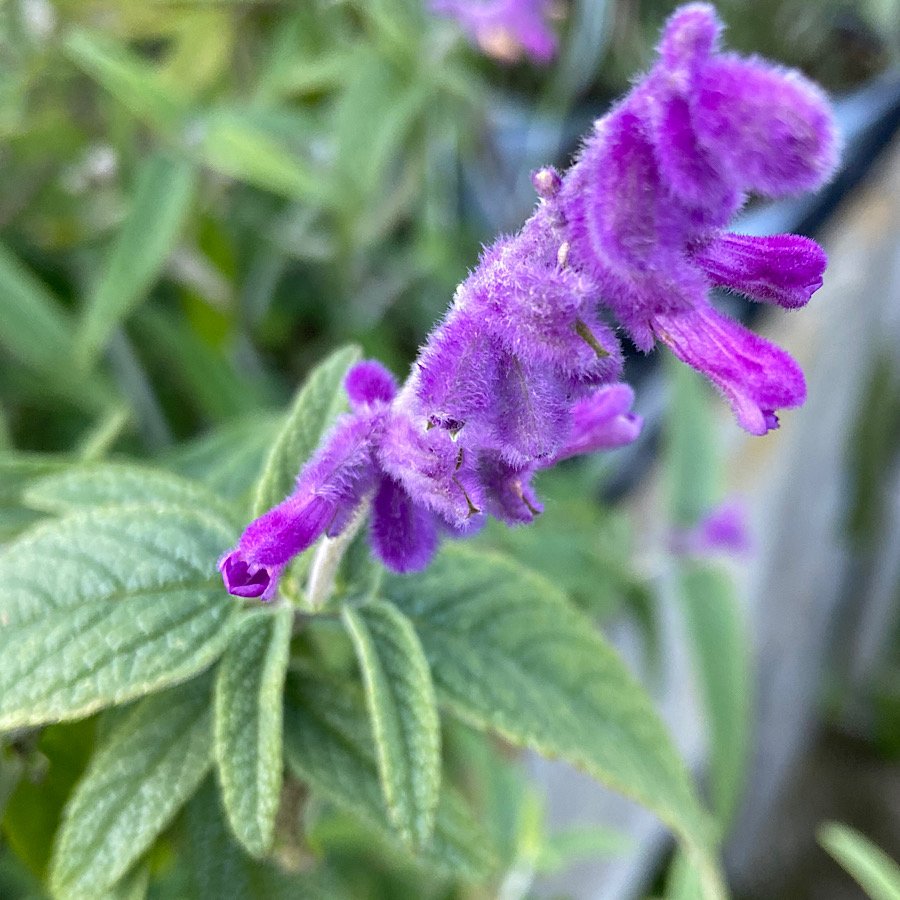 Arbusto - SALVIA leucantha Purple Velvet in vendita