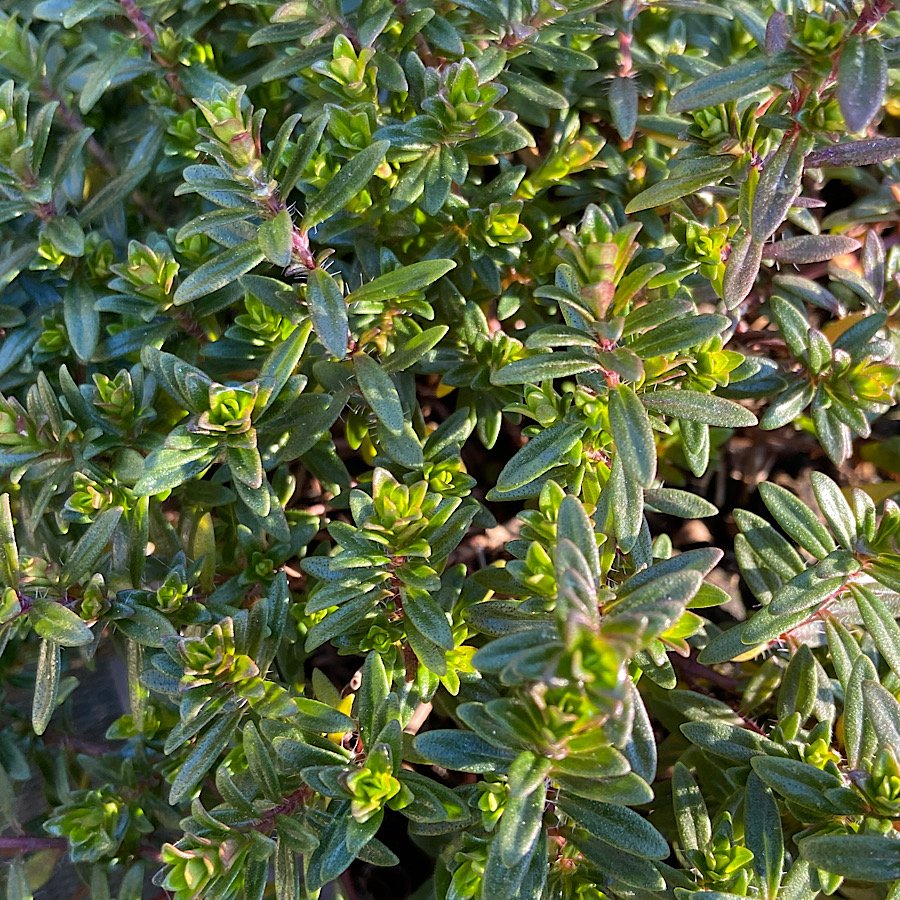Erbacea - SANTUREJA hortensis  SANTOREGGIA in vendita